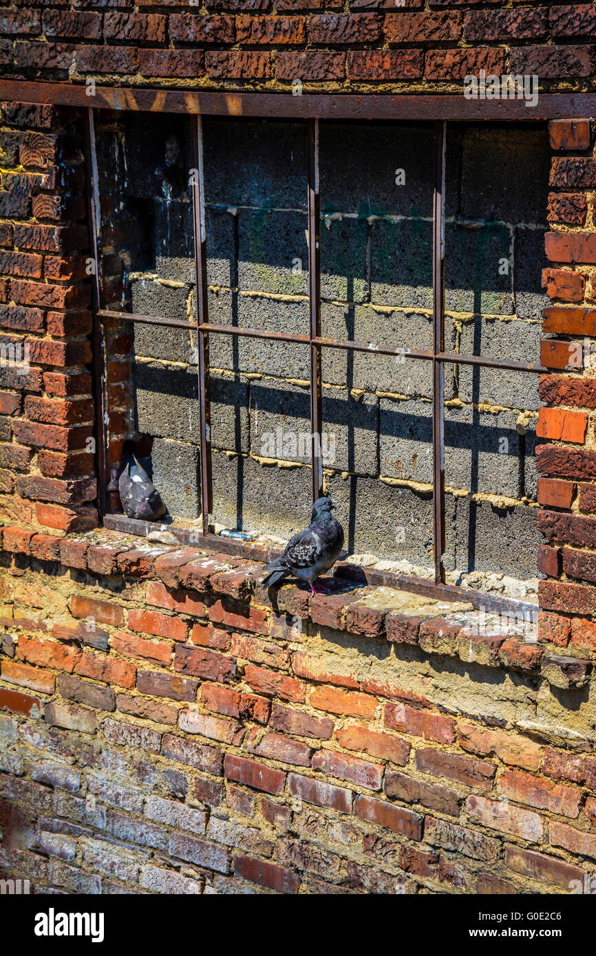 Una coppia di piccioni urbani sembra fuori luogo come loro nido su una battuta di un vecchio murata finestra in un ambiente rustico, vecchio edificio in mattoni Foto Stock