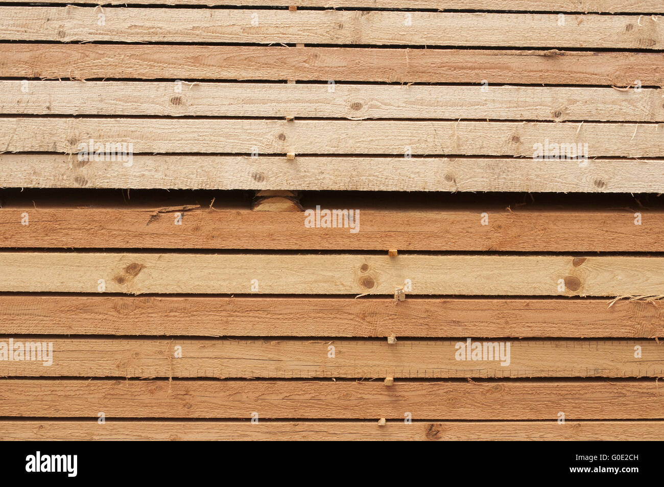 Pine agile agile Foto Stock