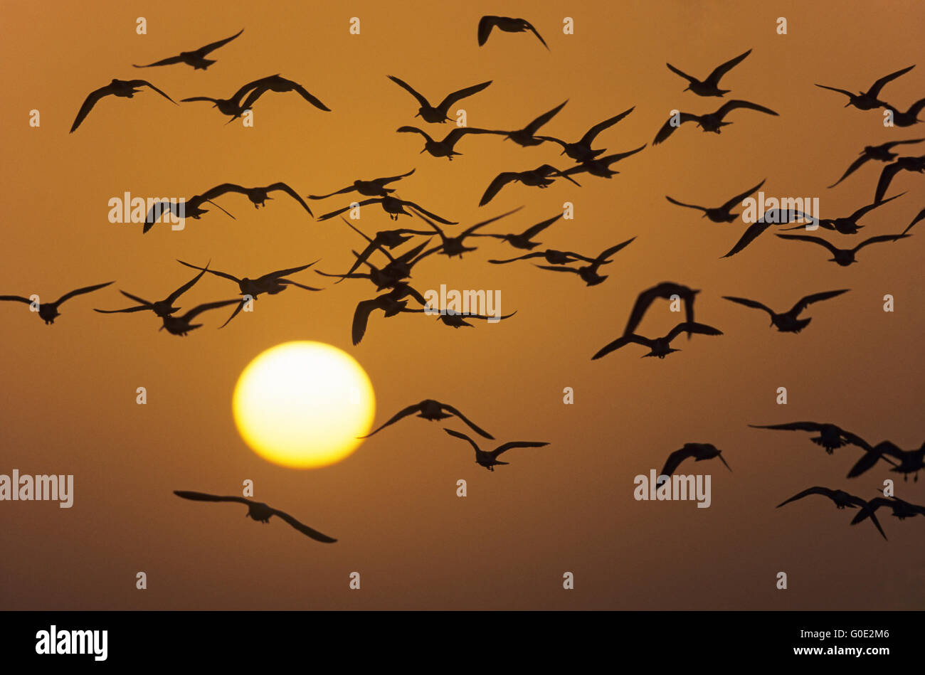 Oystercatchers in volo al tramonto Foto Stock