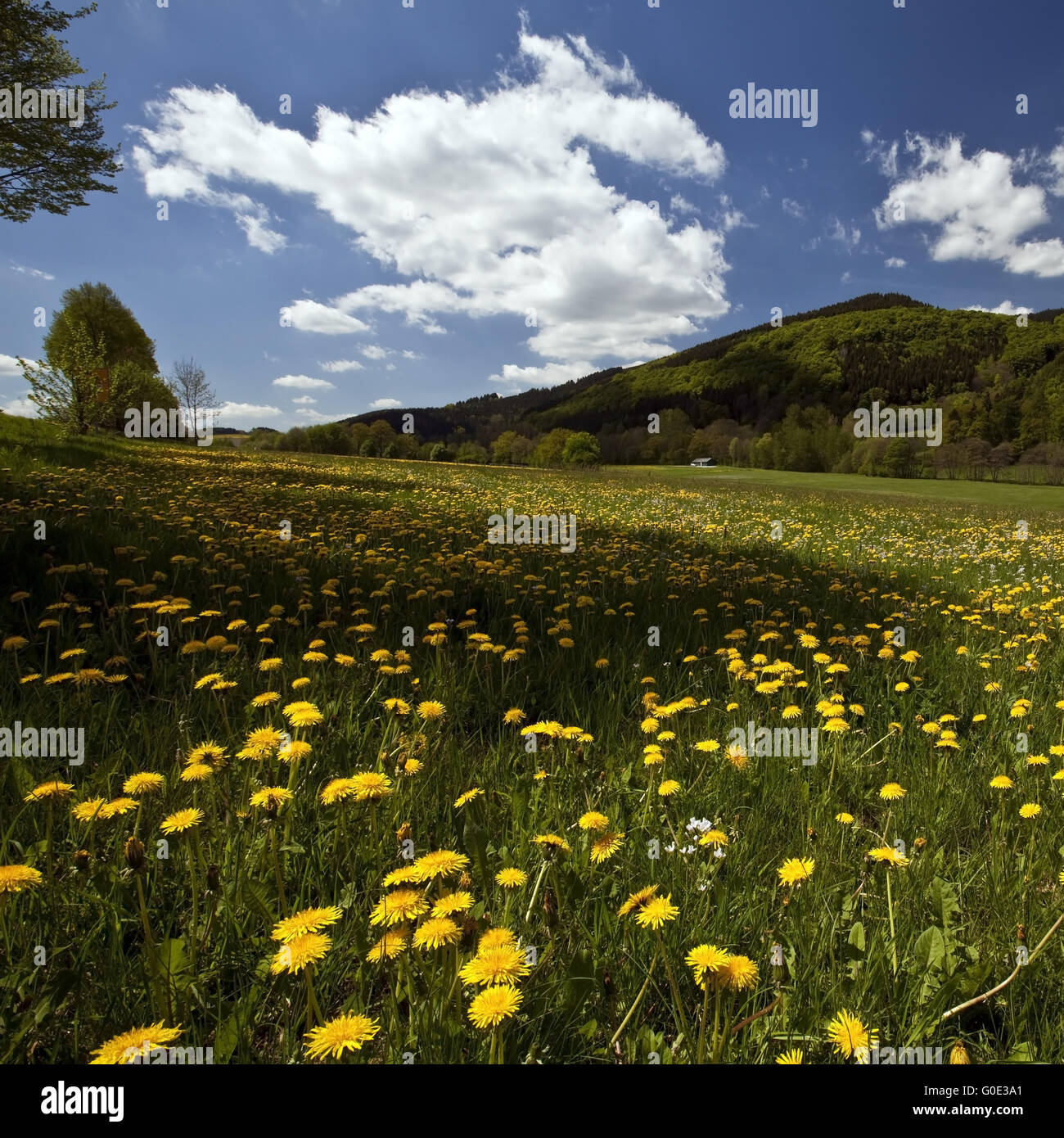 Fioritura di tarassaco prato vicino Bruchhausen Foto Stock