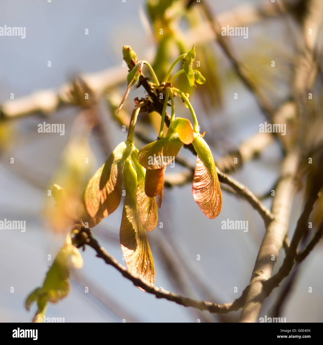 Foglie di acero e frutta alato samara fiori ad albero Foto Stock