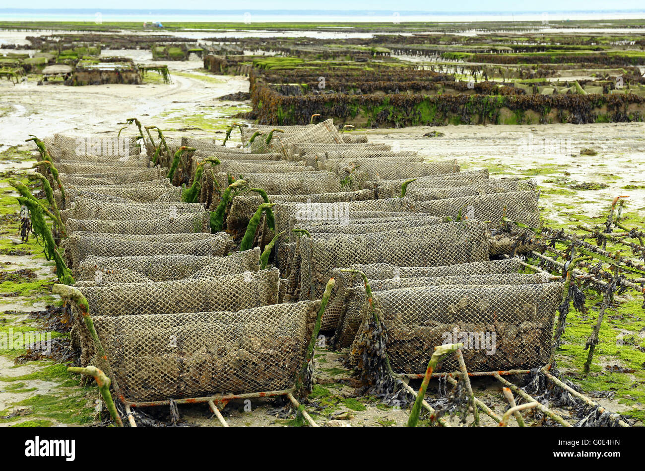 L'allevamento delle ostriche a Cancale, Francia Foto Stock