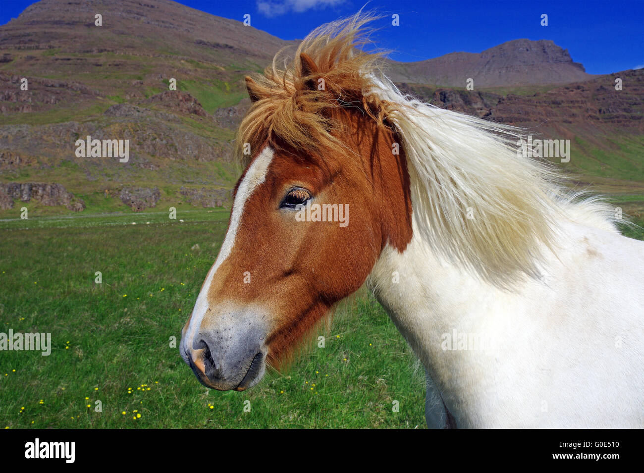 Cavallo islandese Foto Stock