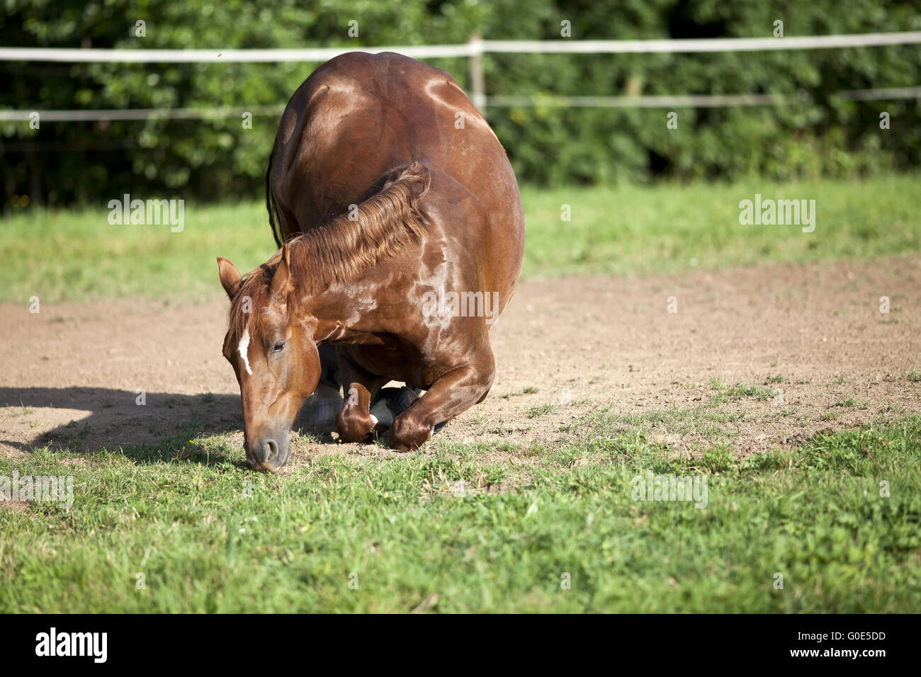 Horse inginocchiati su pascolo Foto Stock