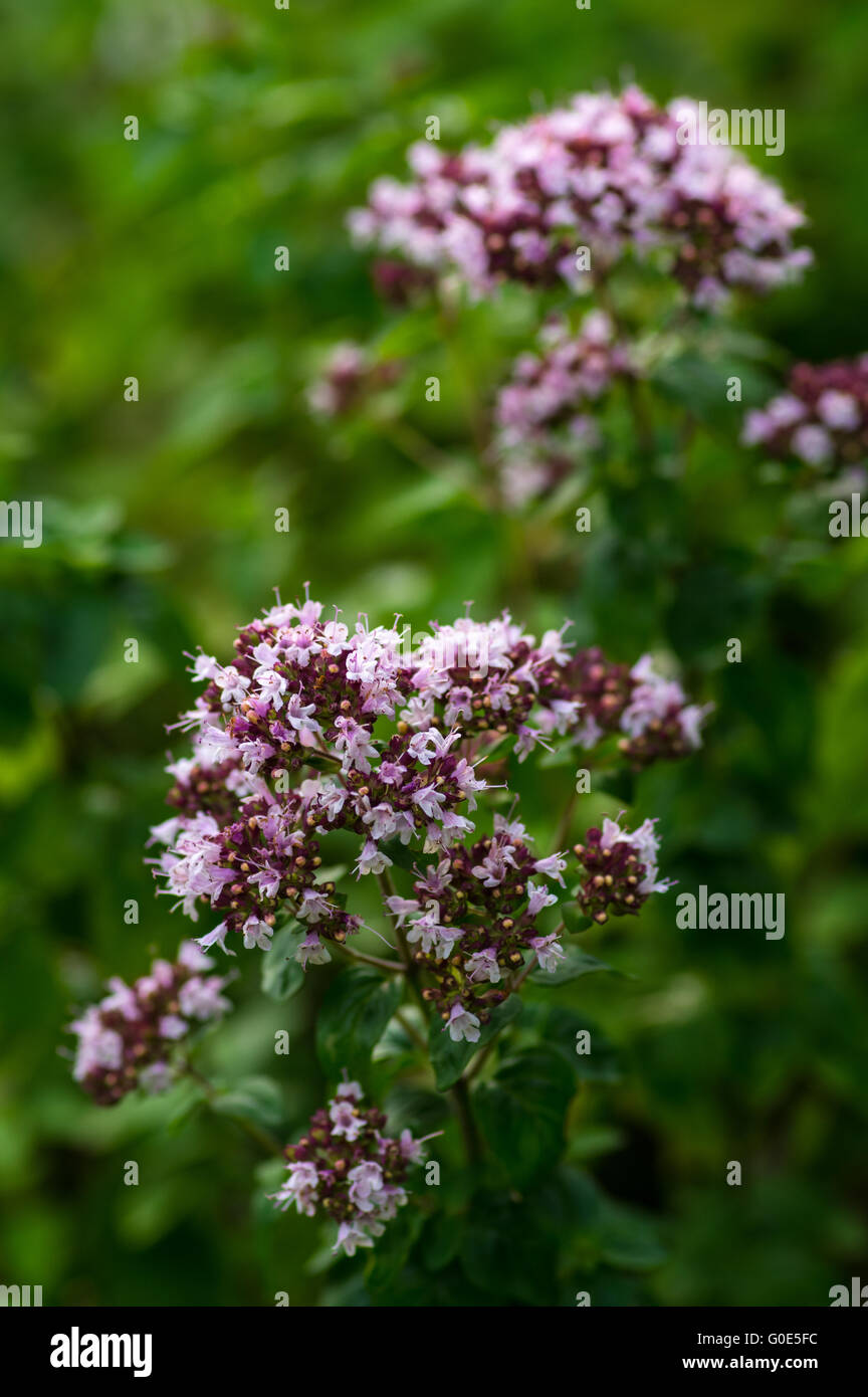 Herbes organici Foto Stock