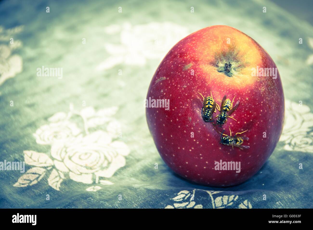 Wasp su apple Foto Stock