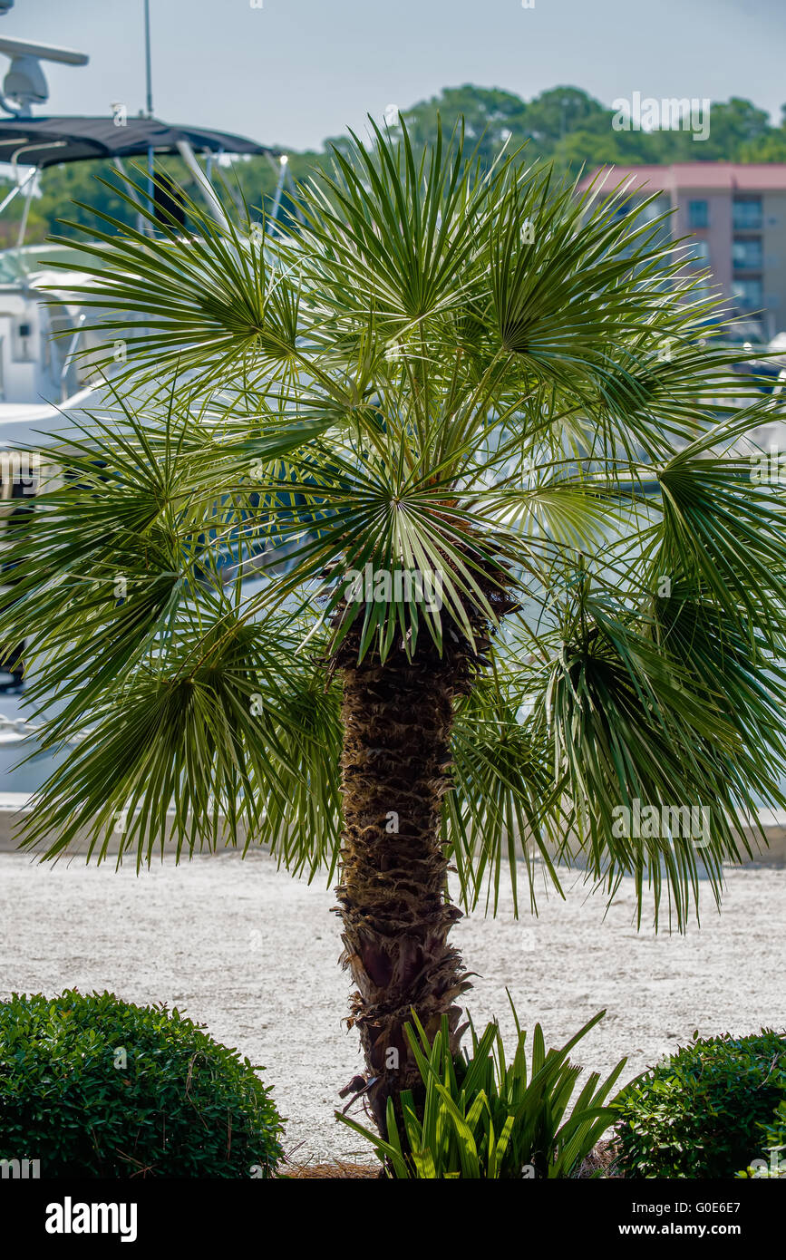 Palmetto set struttura contro un Carolina blue sky. Foto Stock