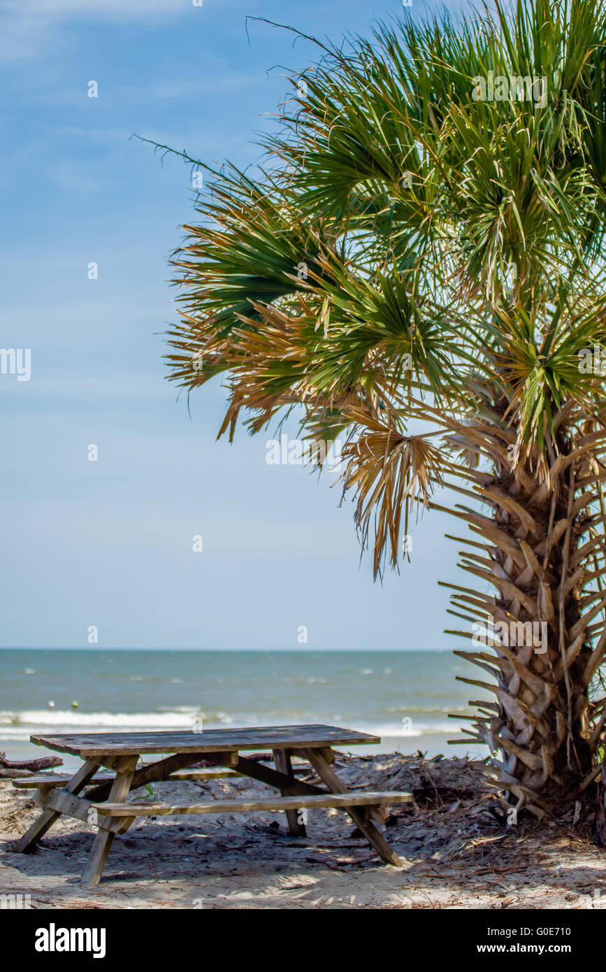 Foresta di palmetto sulla caccia Island Beach Foto Stock