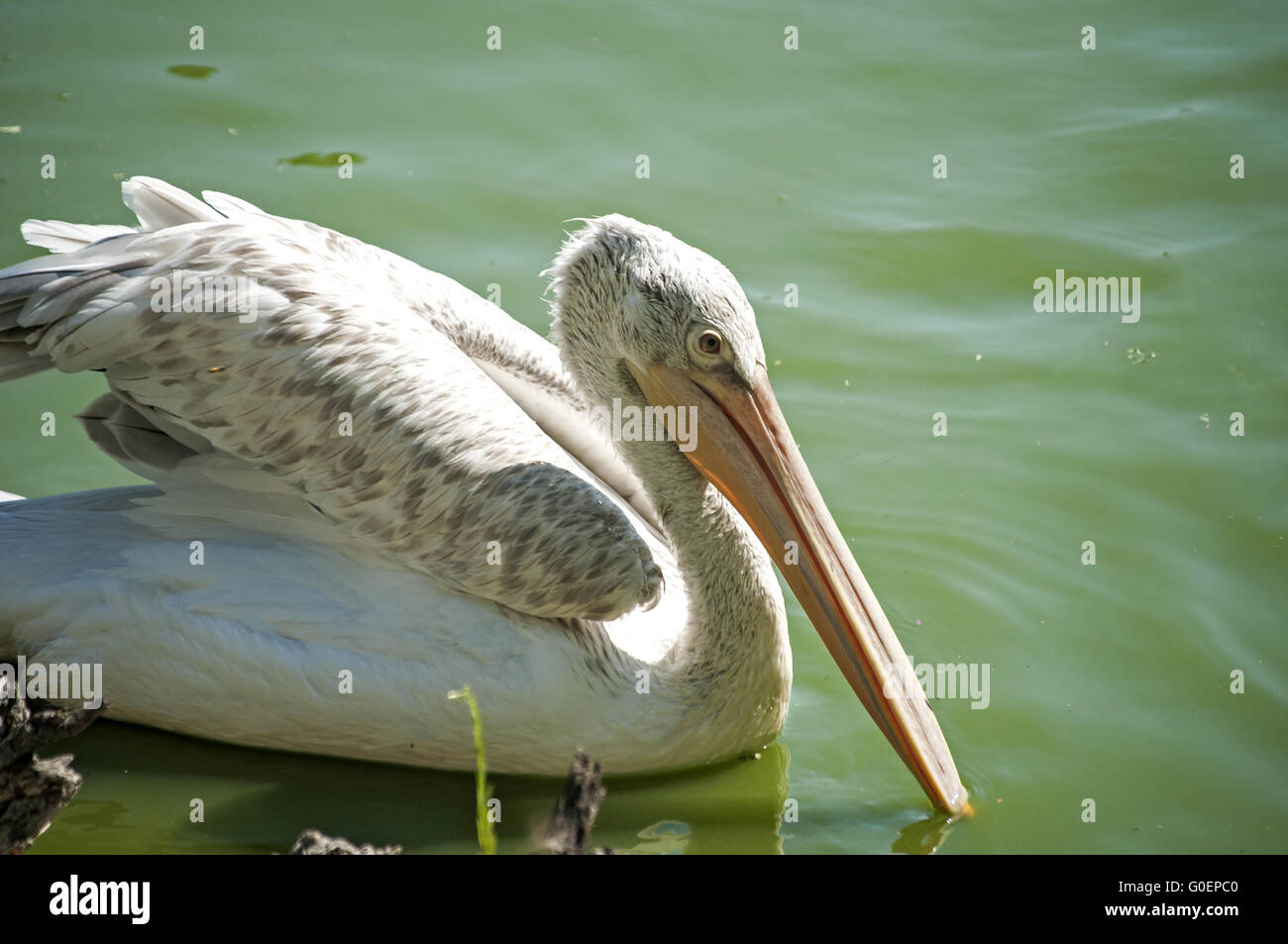 Pelican sulle acque di stagno sfondo nella giornata di sole Foto Stock