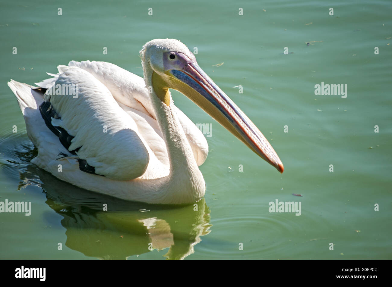 Pelican sulle acque di stagno sfondo nella giornata di sole Foto Stock