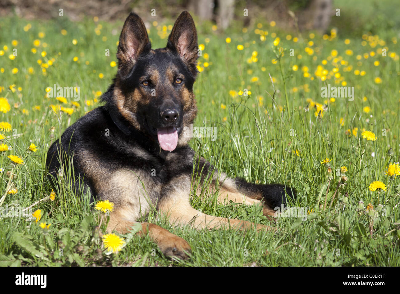 Felice pastore tedesco cane Foto Stock