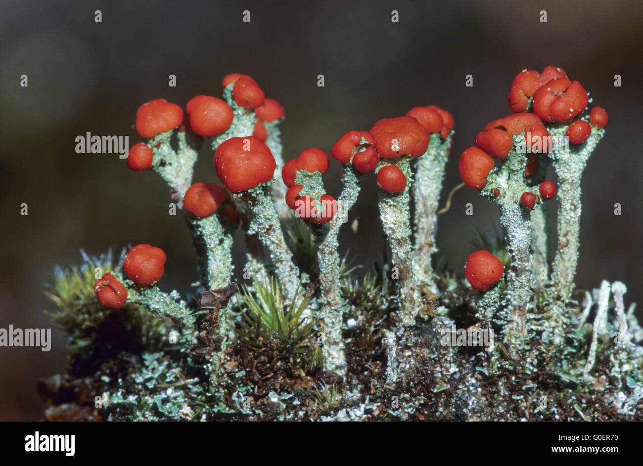 Il grintoso soldato britannico Lichen il apothecia è rosso Foto Stock