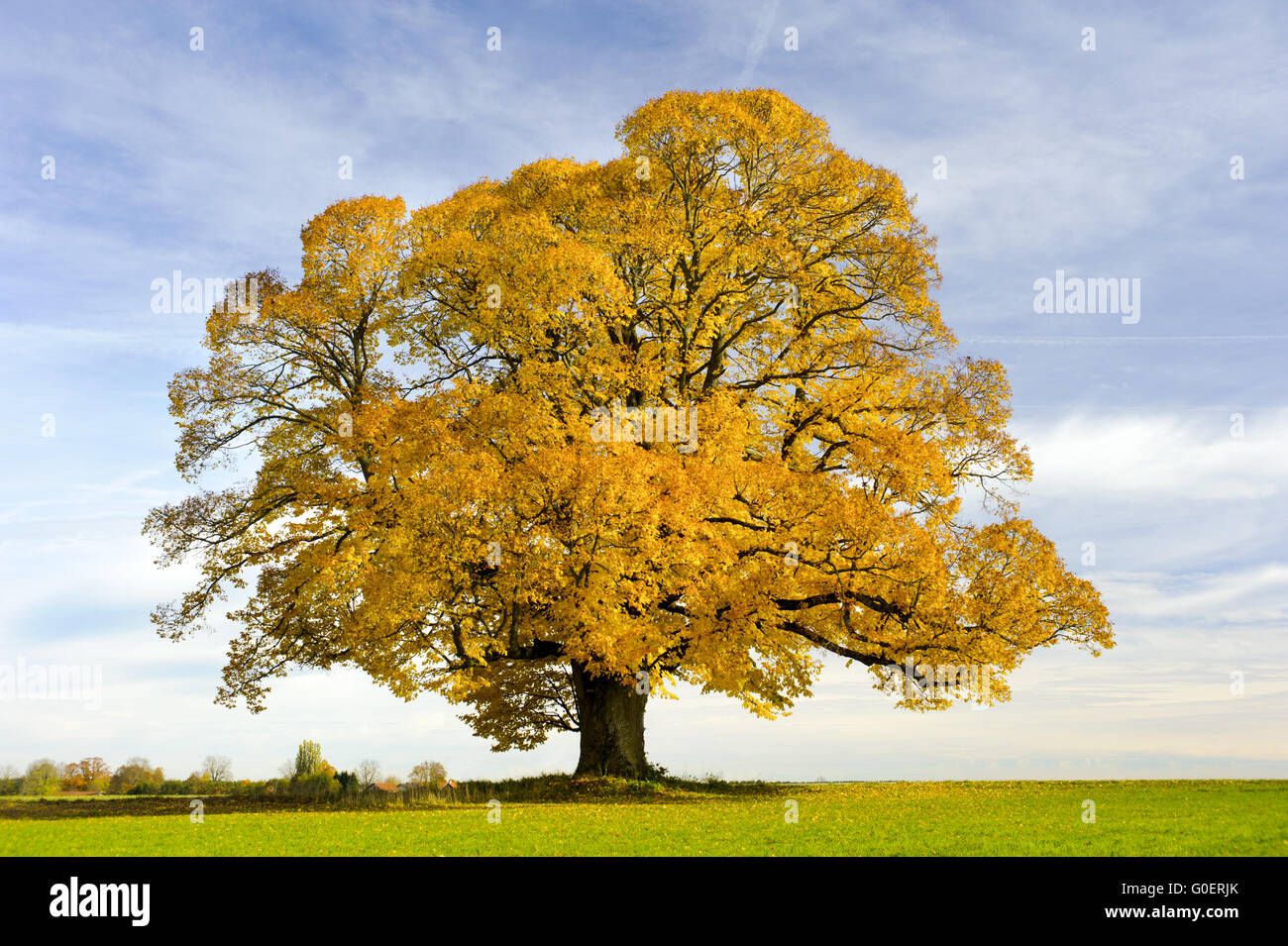 Unico grande albero di tiglio in autunno Foto Stock