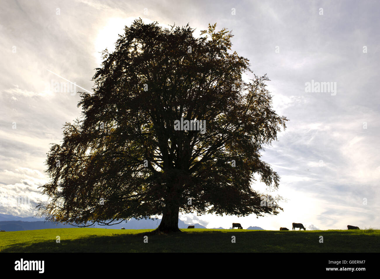 Unico grande vecchio faggio in autunno Foto Stock