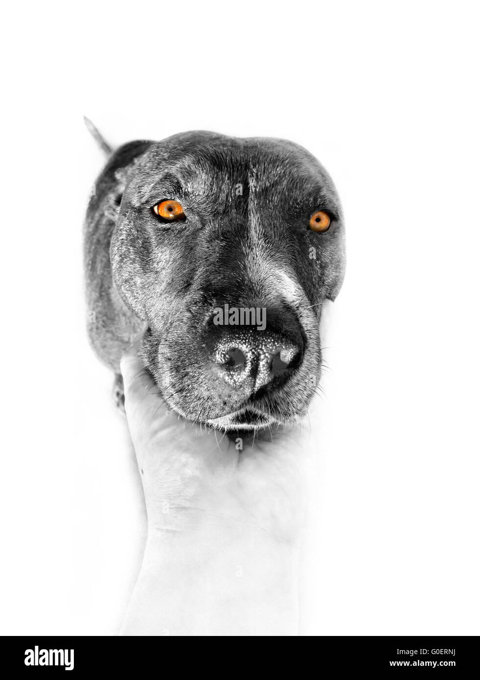 Pit Bull Foto Stock