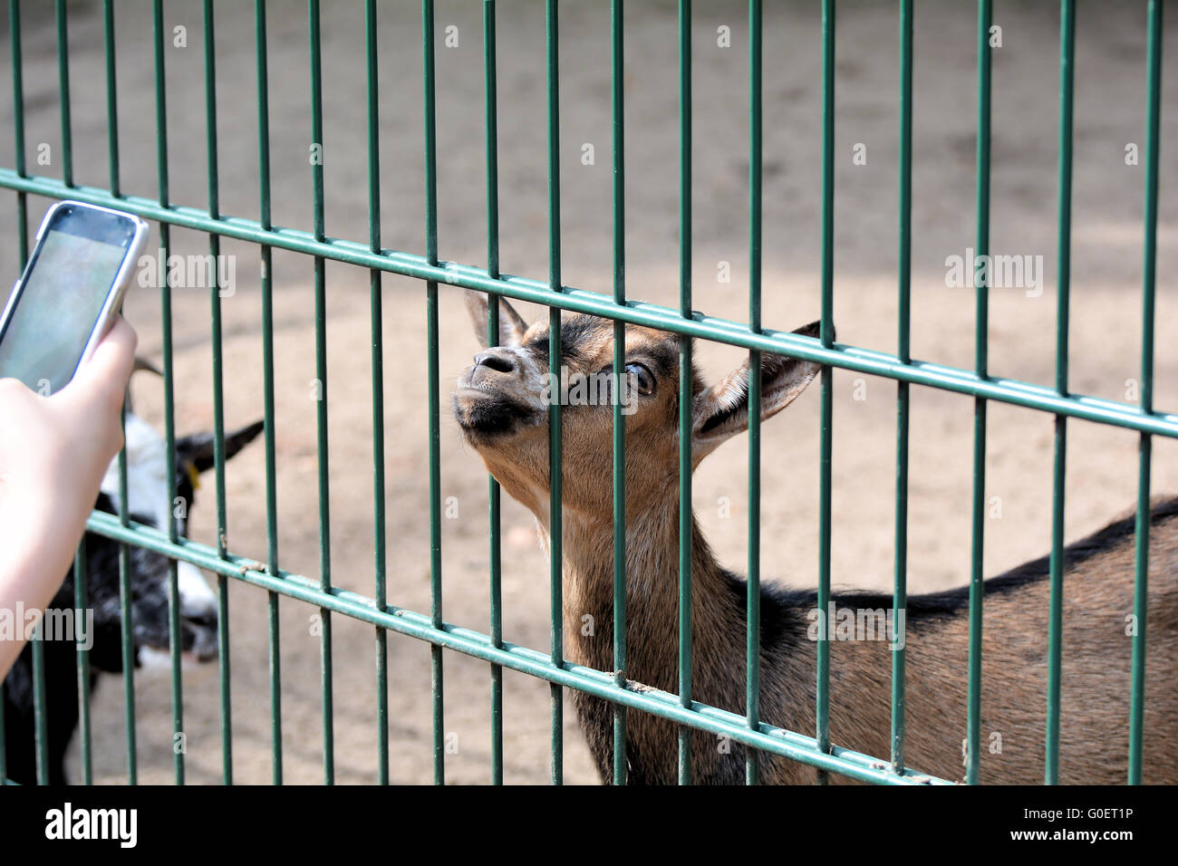 Una capra in un giardino zoologico è fotografato con un telefono cellulare Foto Stock