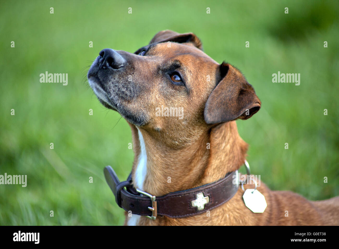 Bello cane ritratto Foto Stock