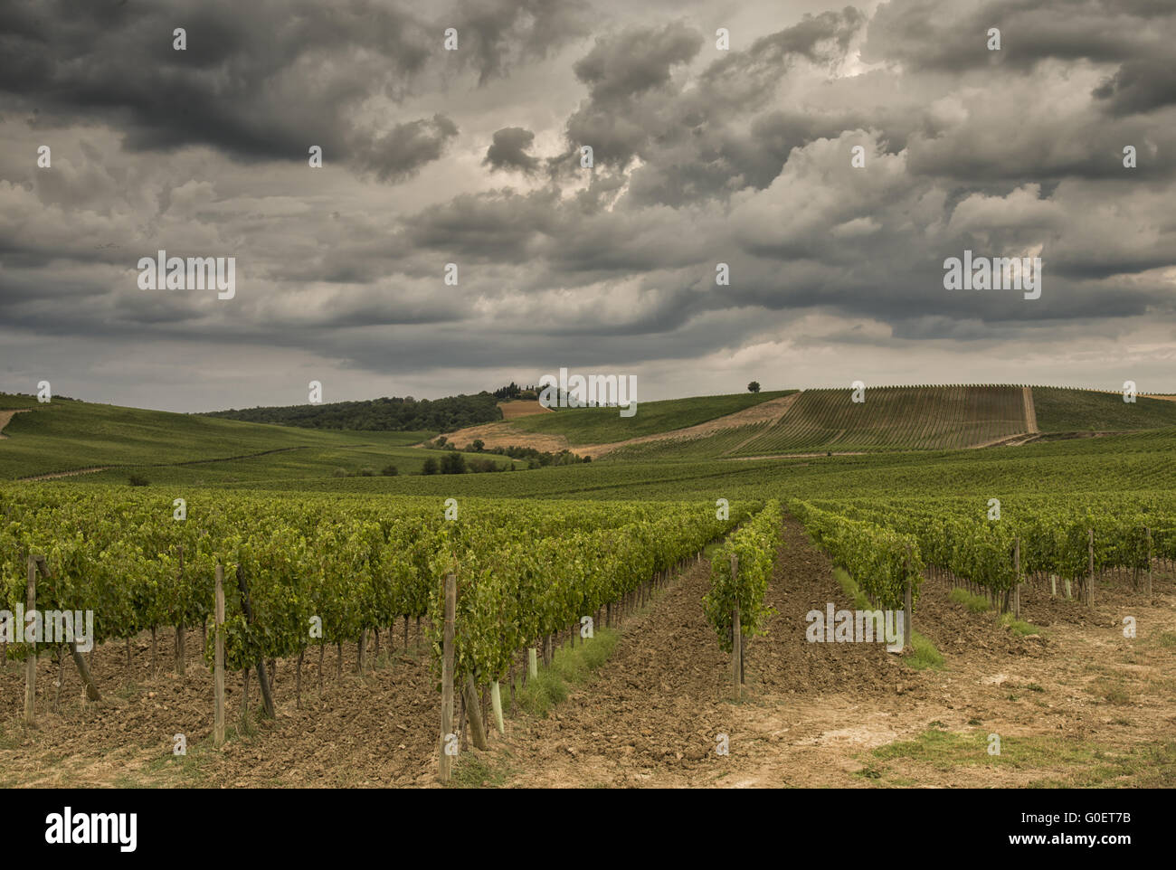 Vigneti in Toscana Foto Stock