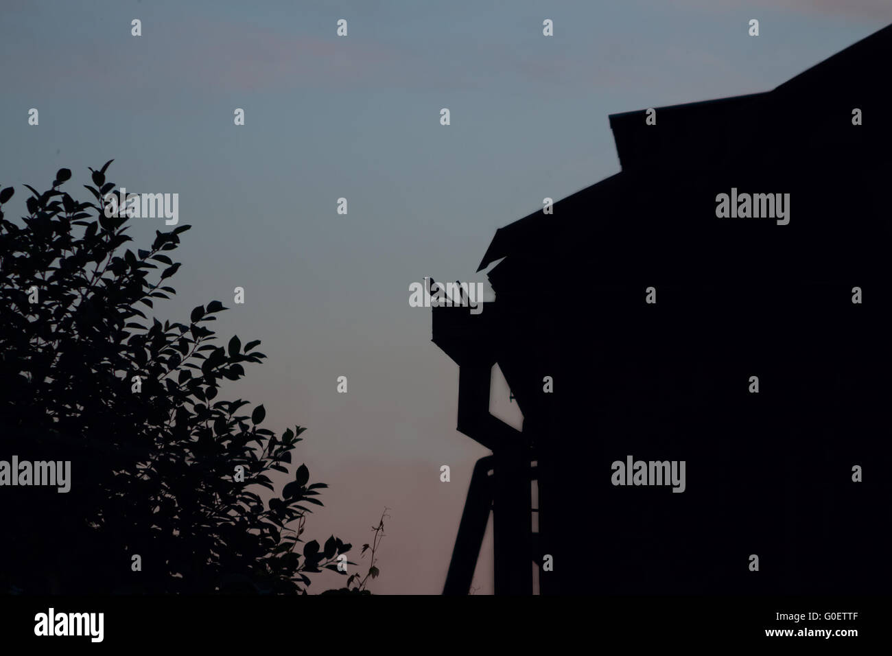 Silhouette di un uccello seduto sulla casa Foto Stock