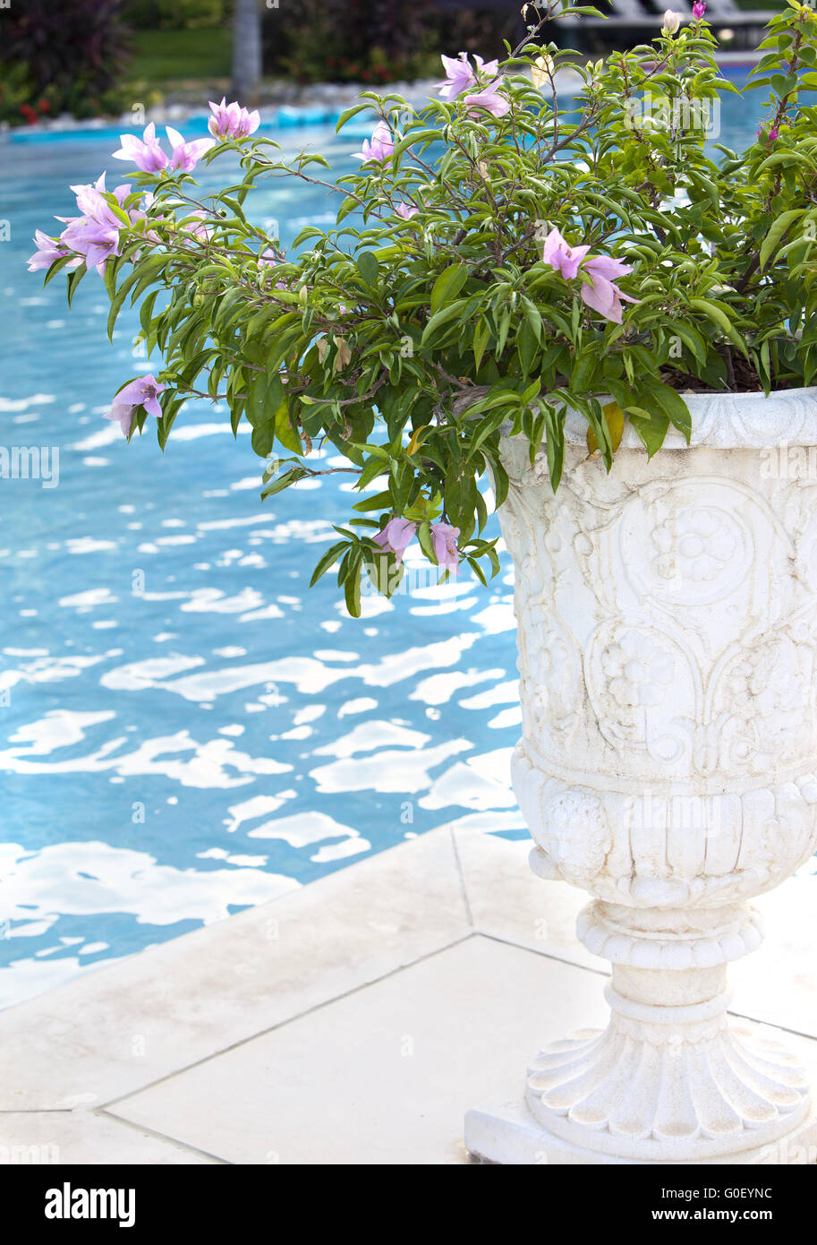 Vaso di pietra con i fiori sul bordo del poo Foto Stock