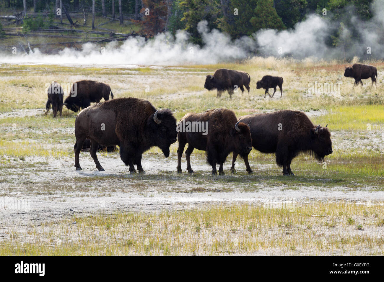 Famiglia di North American Buffalo vicino le sorgenti calde nel parco di Yellowstone Foto Stock