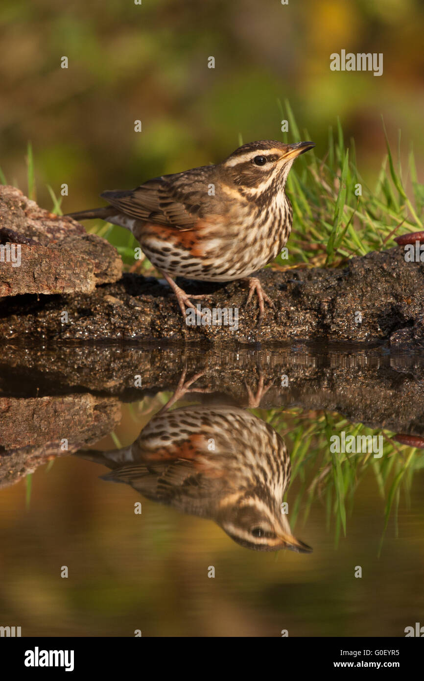 Il mirroring Redwing in acqua Foto Stock