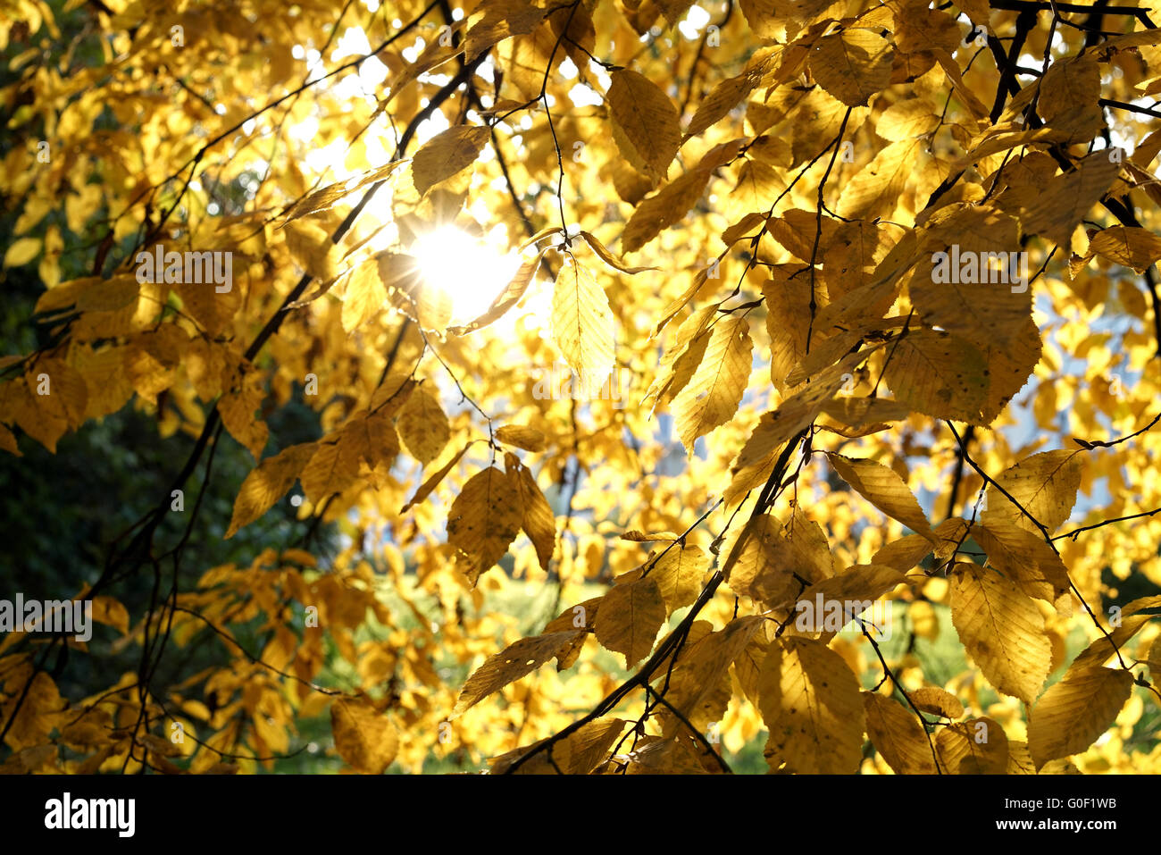 Carpino bianco con i colori autunnali in un parco al tramonto Foto Stock