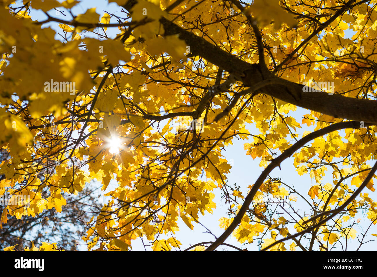 Raggi di sole risplendere in autunno di latifoglie Foto Stock