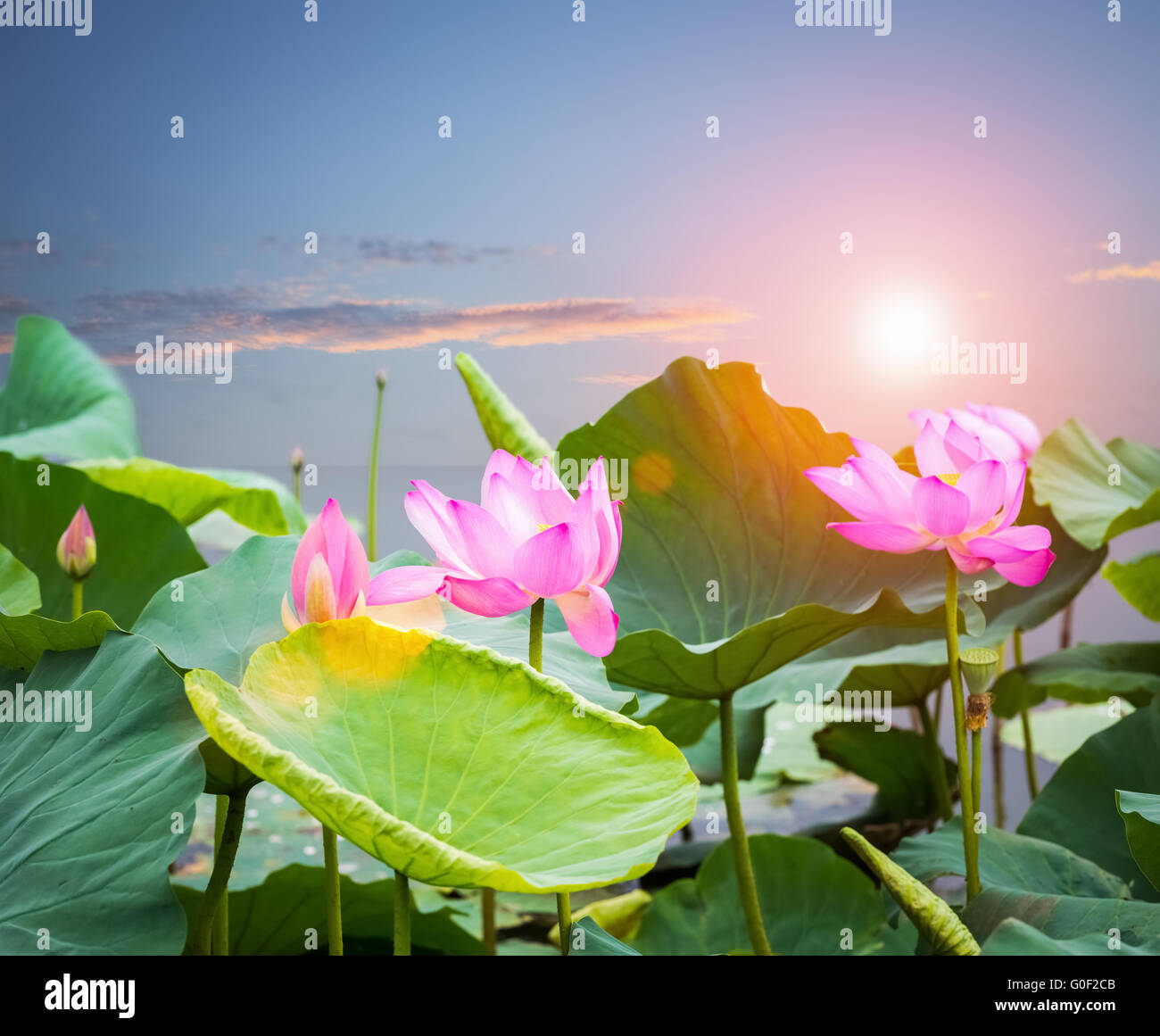 Fiore di loto in fiore nel tramonto Foto Stock