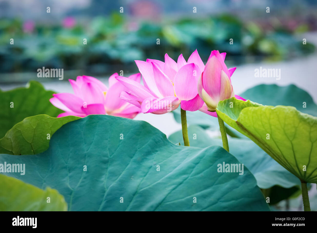 Fiore di loto blooming Foto Stock