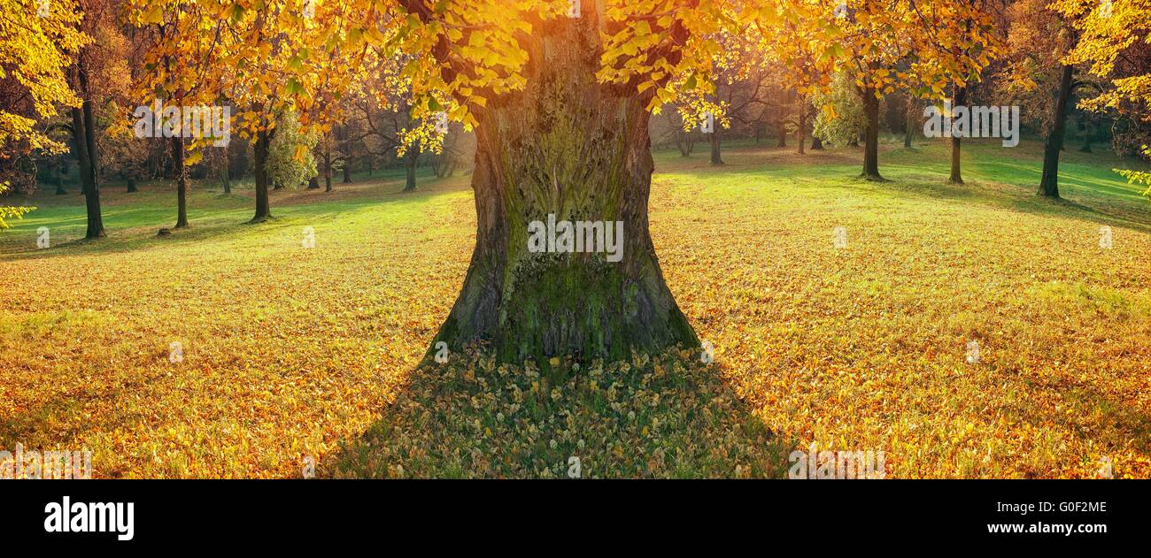 Nella struttura ad albero di autunno park in buona luce Foto Stock