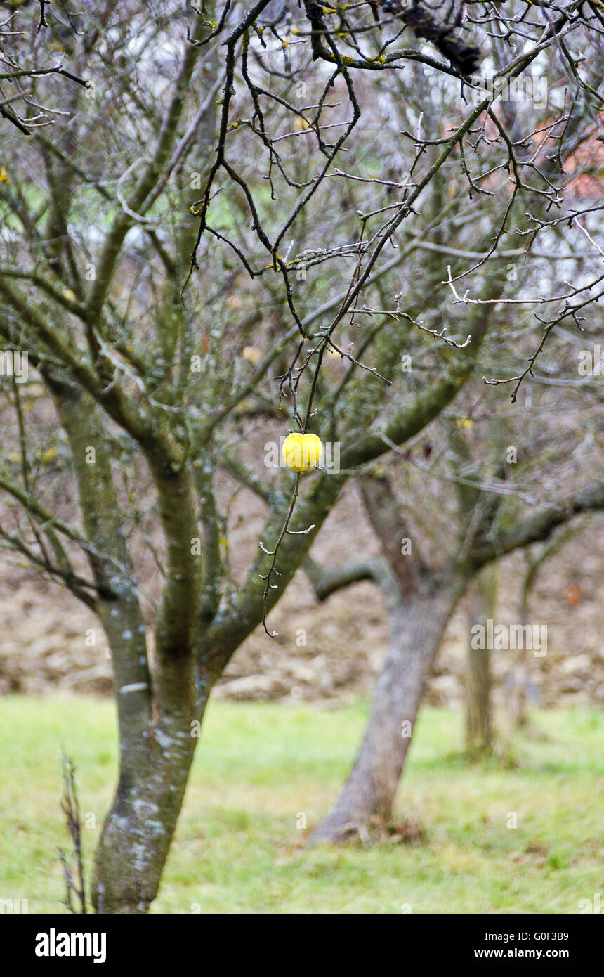 Solitaria apple giallo a tree Foto Stock