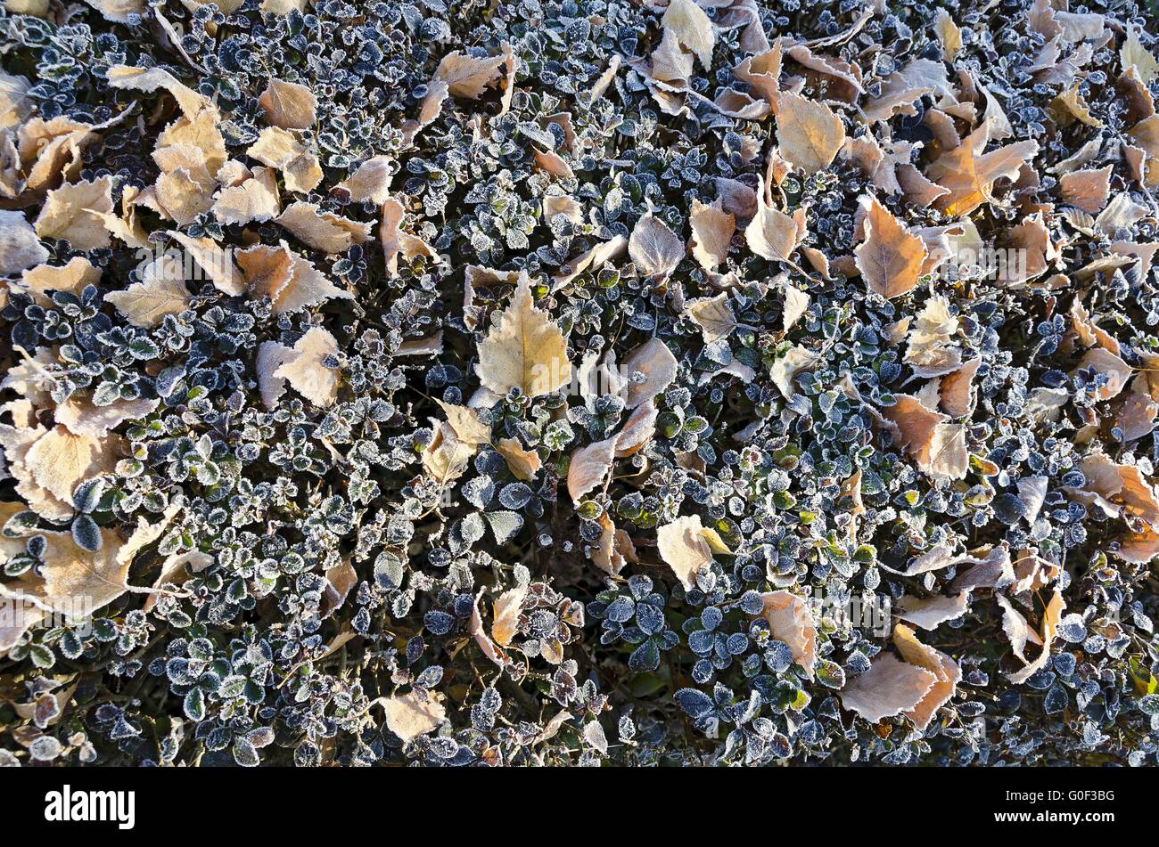 Le foglie di una siepe con brina Foto Stock