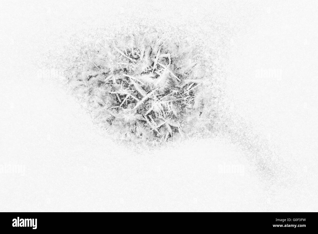 I cristalli di ghiaccio in snow, Lapponia, Svezia Foto Stock