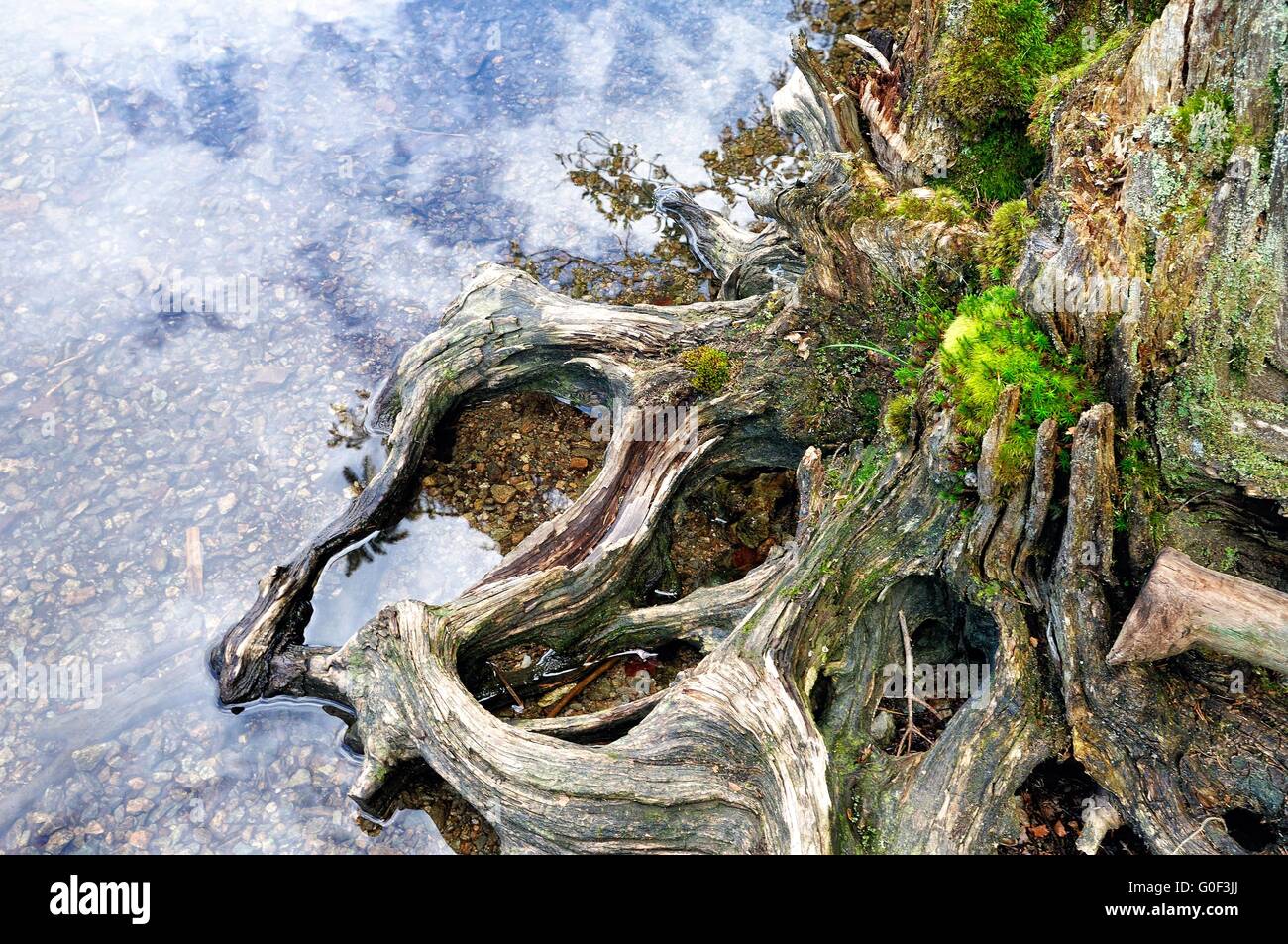 Vecchio albero root su acqua Foto Stock