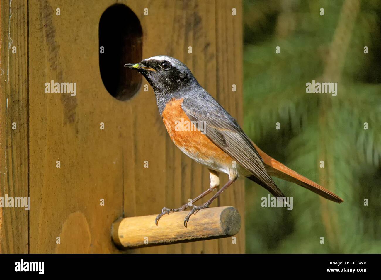 Redstart comune all'nestbox Foto Stock