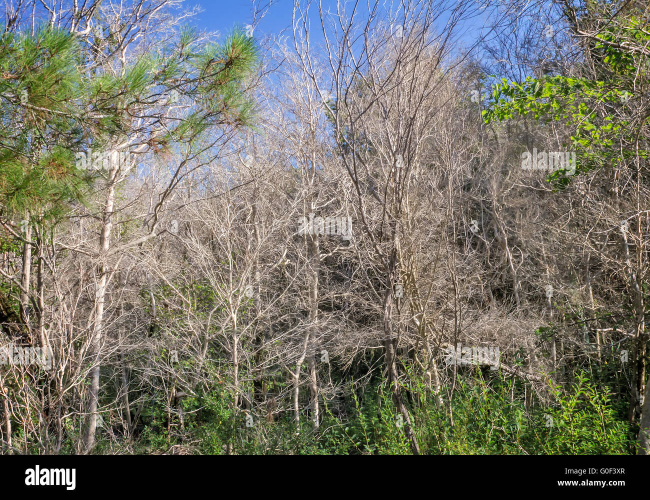 Il problema dell'ecologie: morto alberi di legno di bosso. Foto Stock