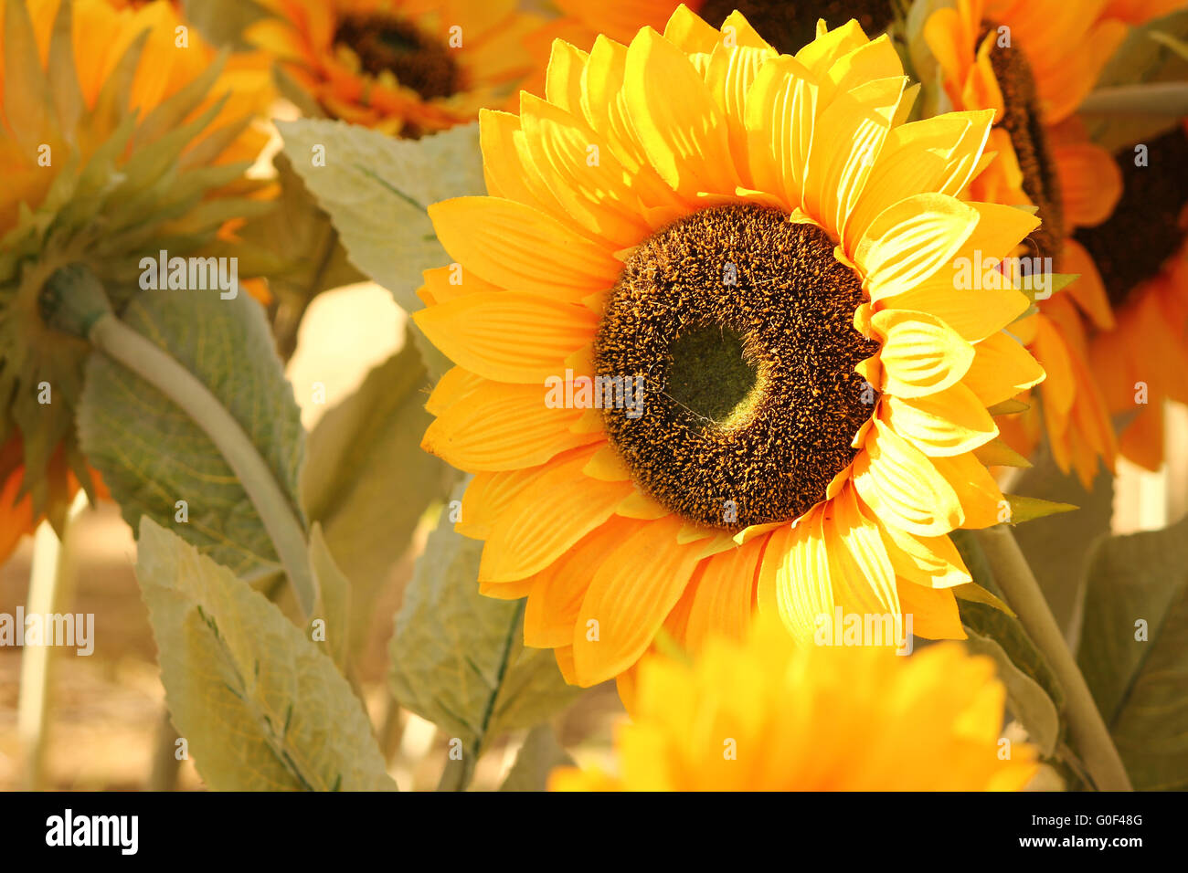 Campo di girasoli Foto Stock