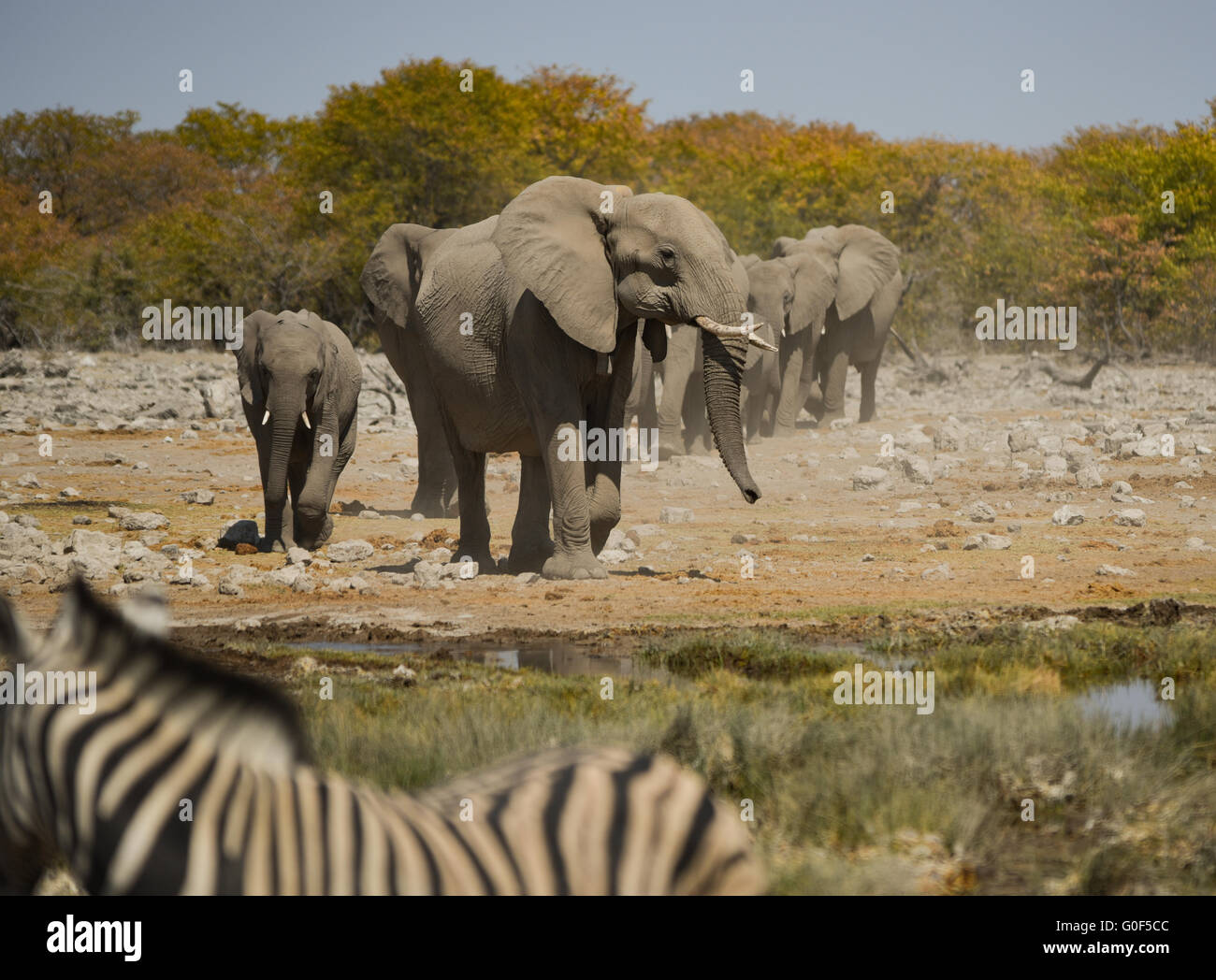 Branco di elefanti Foto Stock