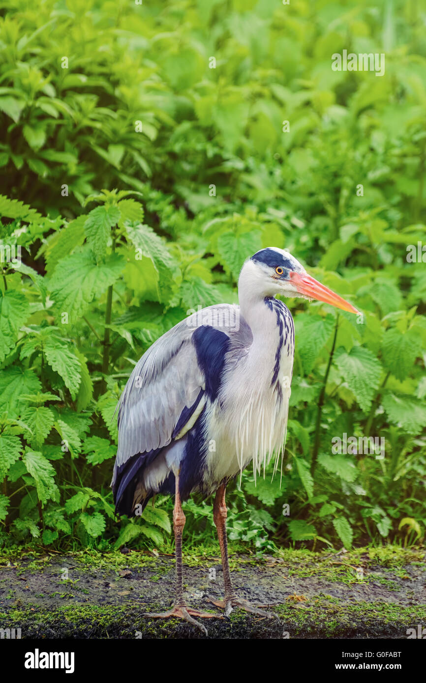 Heron Foto Stock