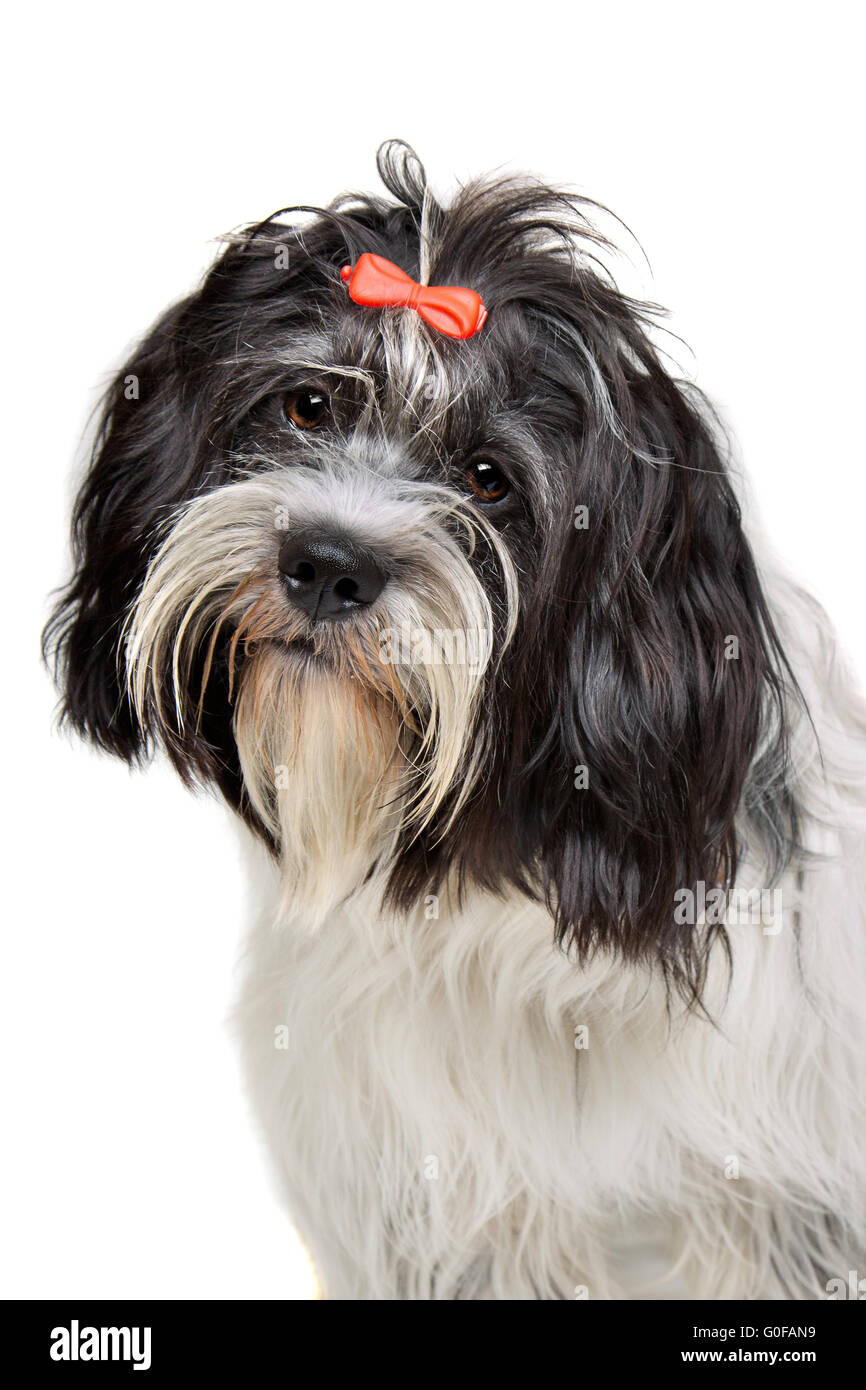 Ritratto di una razza mista cane Foto Stock