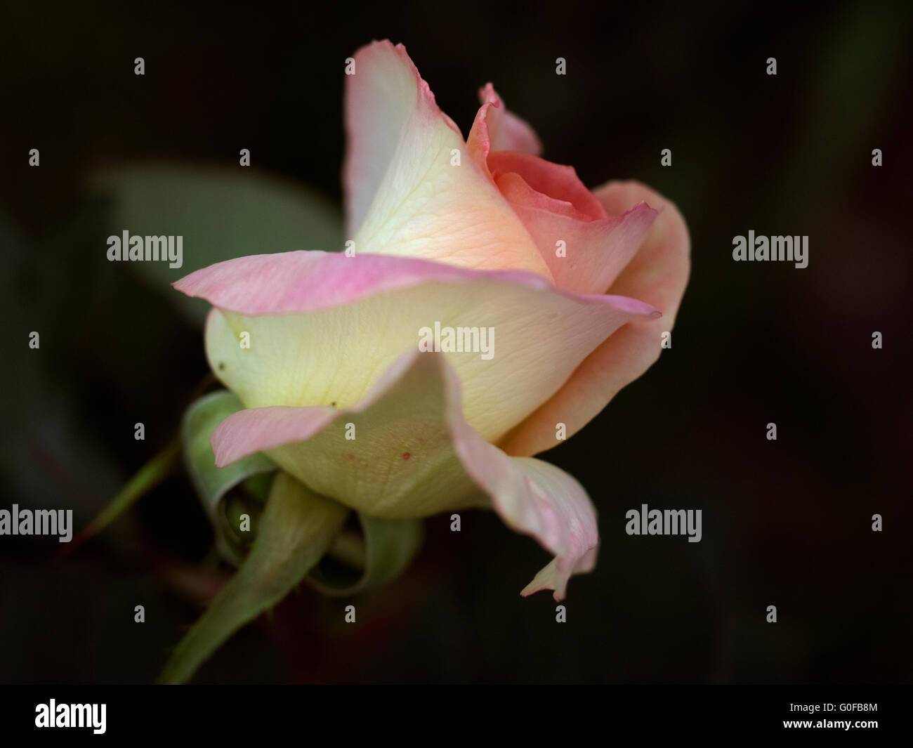 Il fenicottero rosa gialla colore rosa bocciolo di rosa Rose Macro Foto Stock