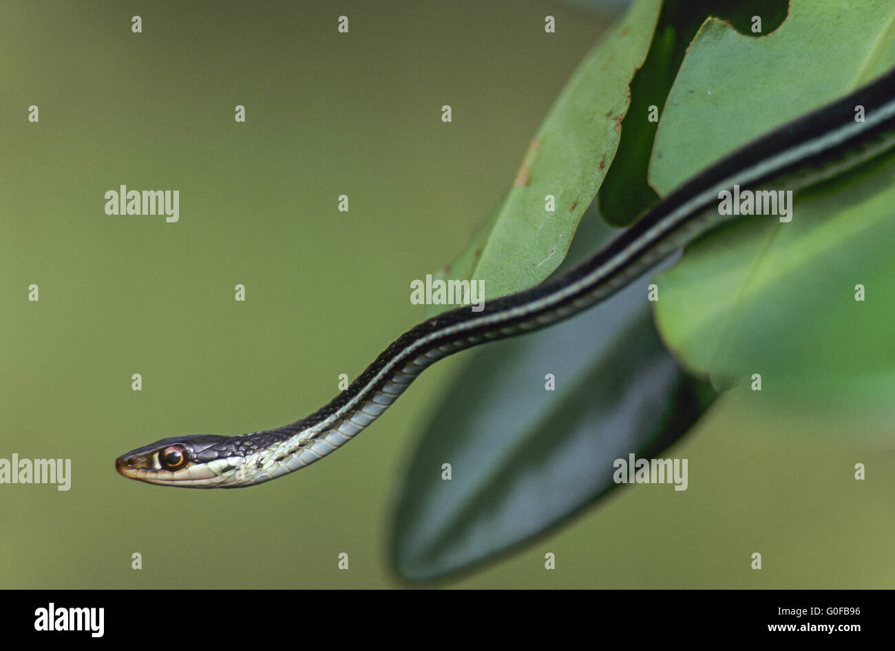 Serpente a nastro può essere trovato nel Nord America orientale Foto Stock