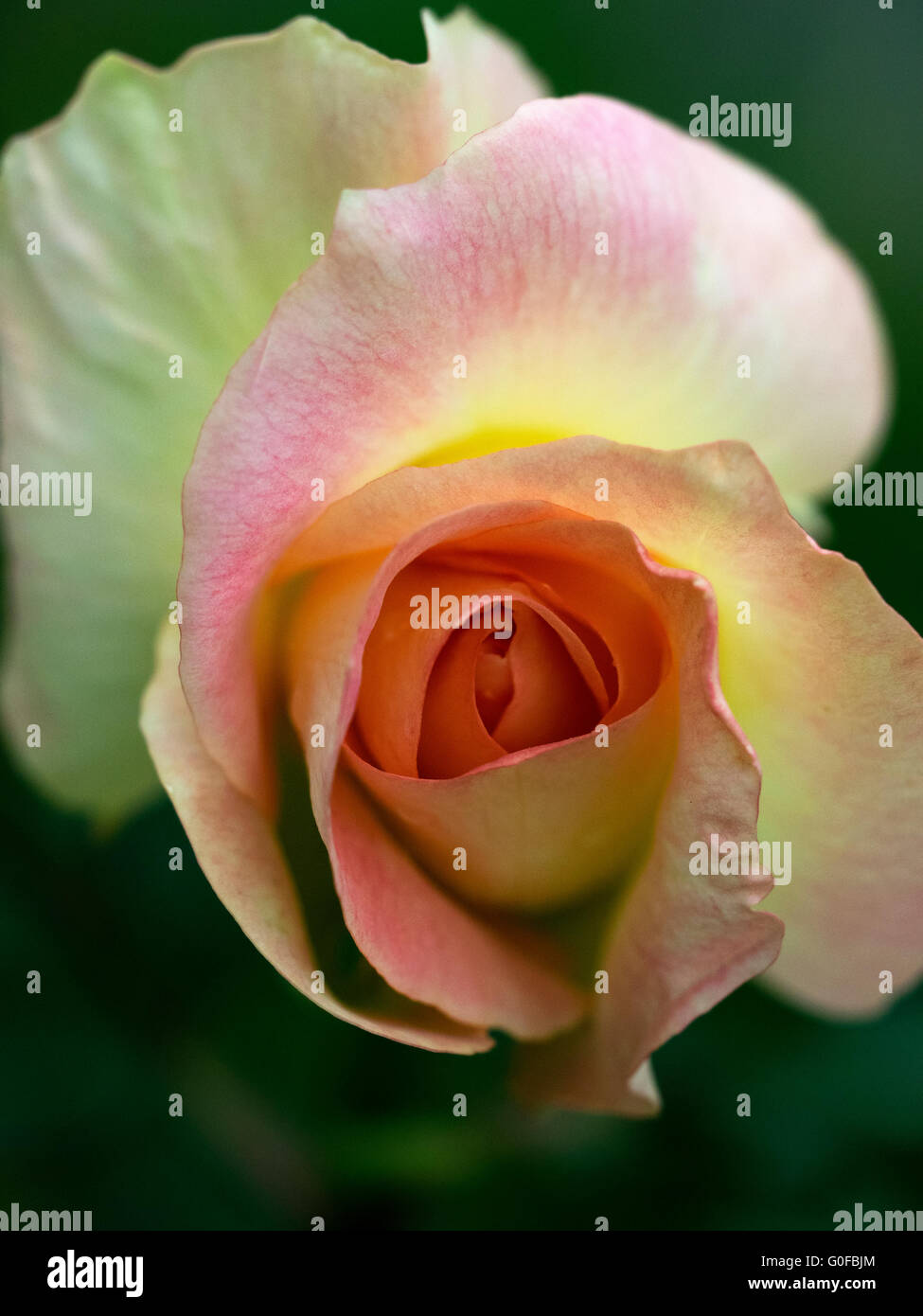 Rosa fenicottero rosa gialla colore rosa Macro Bokeh Rose Foto Stock