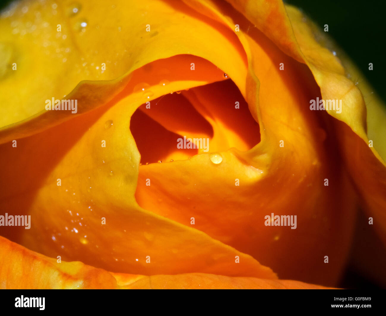 Rosa Julia giallo arancione colore rosa Macro Bokeh Rose Foto Stock