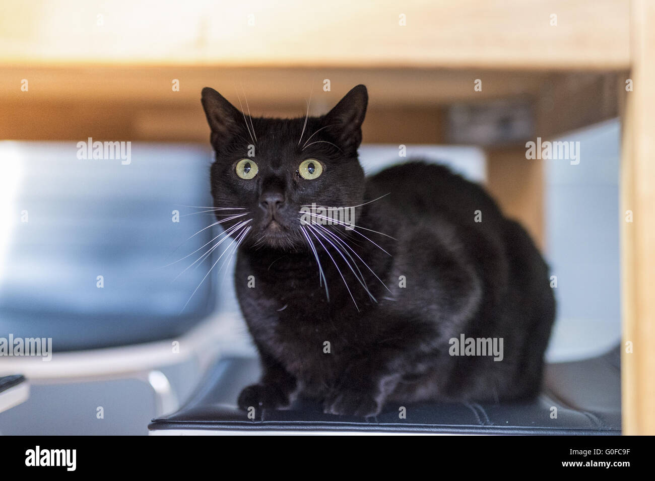 Un gatto nero seduto sotto la tabella Foto Stock