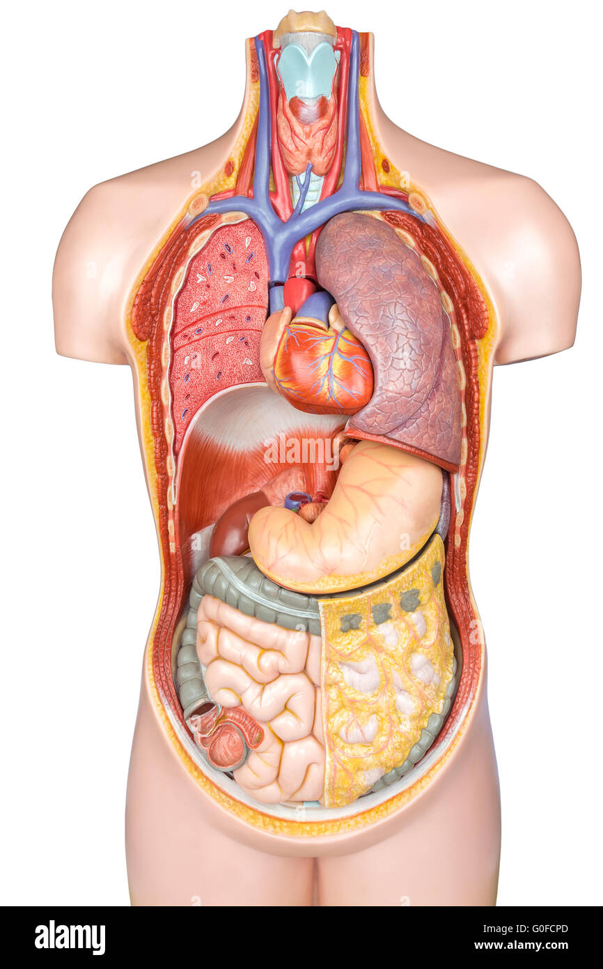 In Plastica Del Corpo Umano Modello Con Organi Isolati Su Sfondo Bianco Foto Stock Alamy