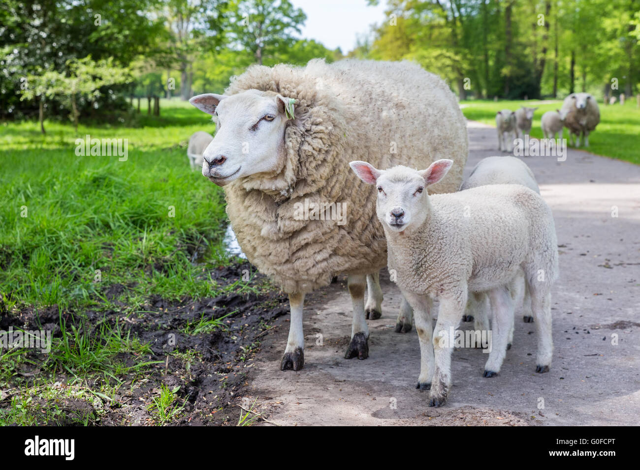 White madre ovini e agnello in piedi sulla strada Foto Stock