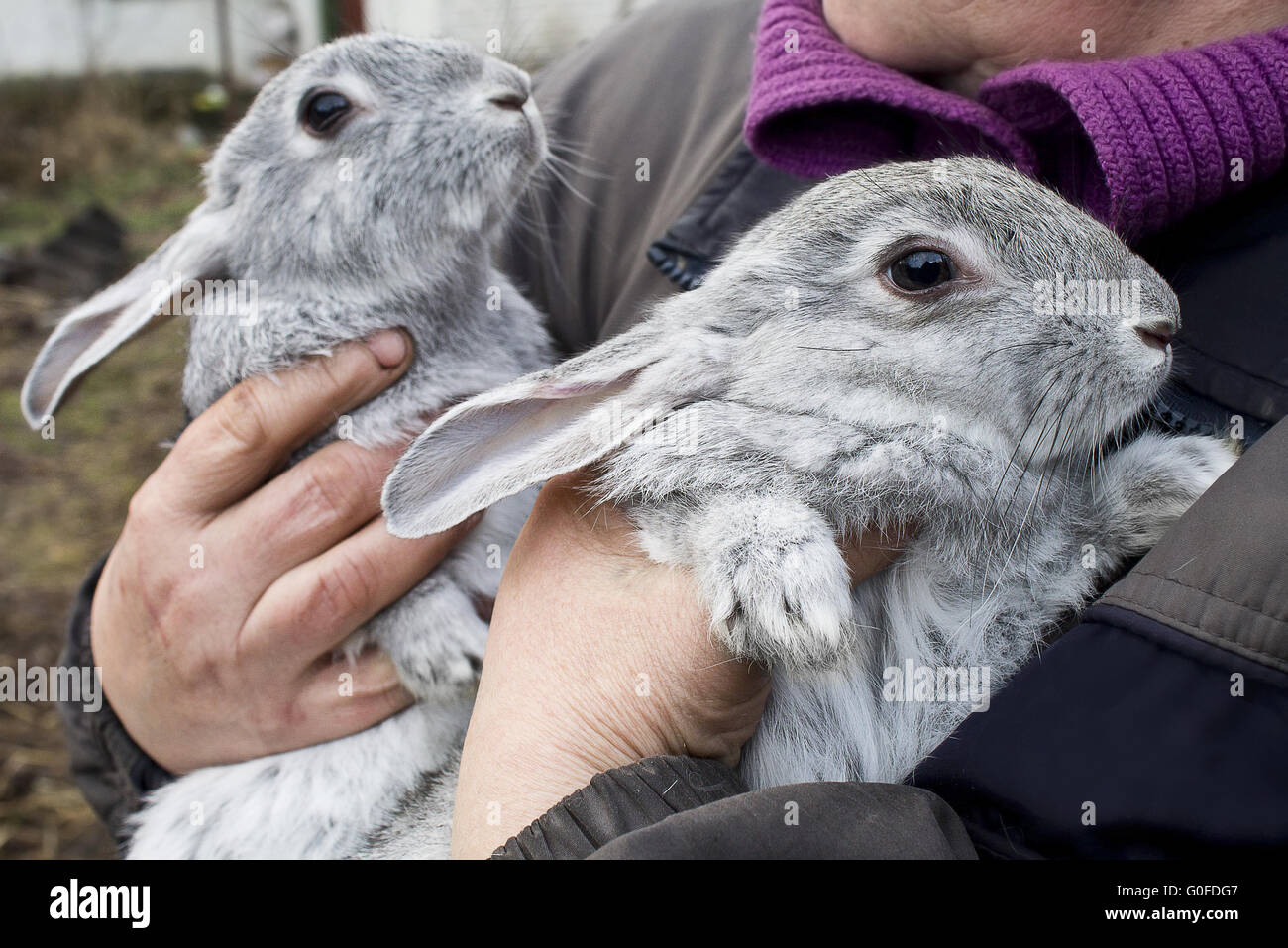 Due coniglio grigio closeup nelle mani di un uomo Foto Stock