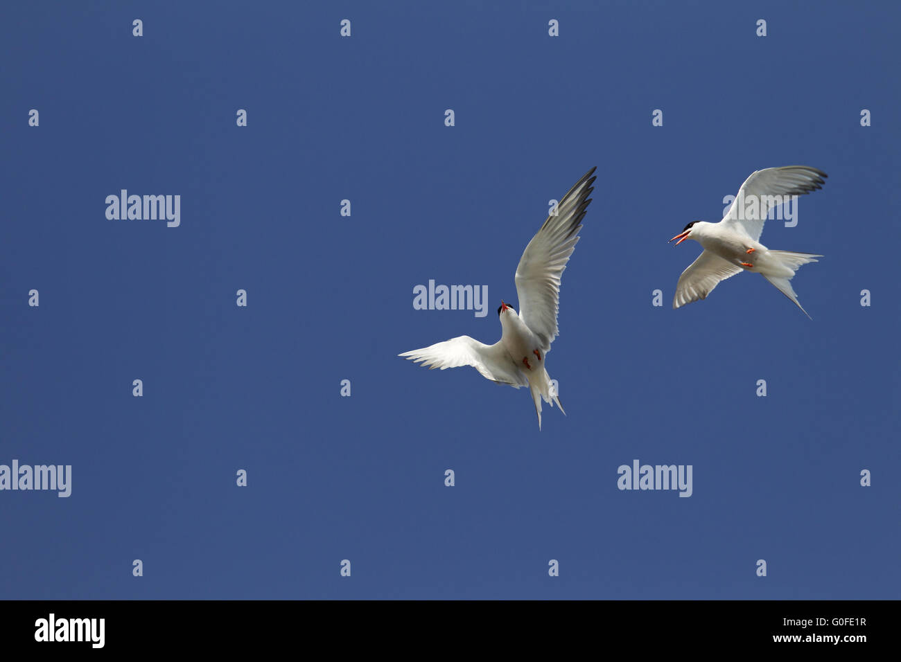 Tern comune la maggior parte delle popolazioni sono specie migratrici Foto Stock